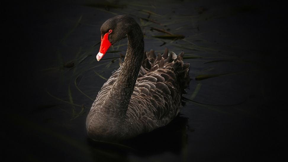 Un Océan De Cygnes Noirs Sur Les Marchés Boursiers [Billet d'Humeur]