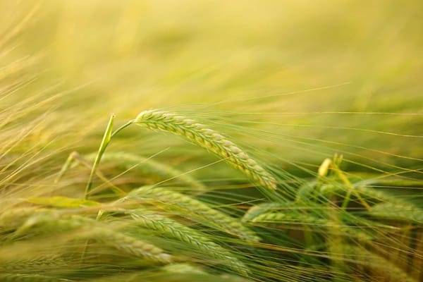 Investir Dans les Céréales. Avec Les Prix Au Plus Bas : Est-Ce Le Bon Moment ?