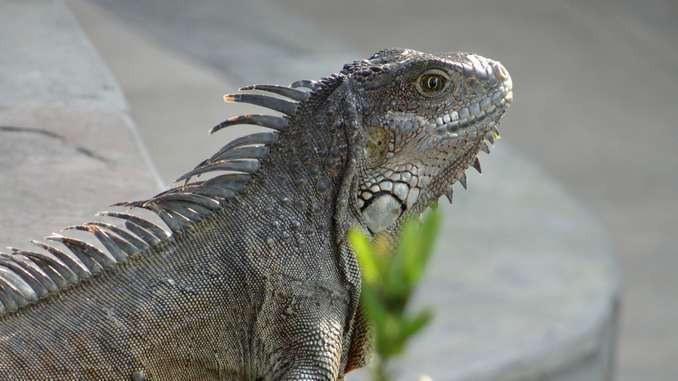 Analyse Fondamentale De La Biotech Galapagos