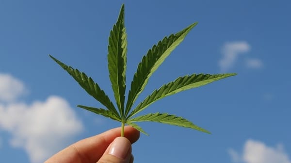 Canopy Growth, La Meilleure Action Cannabis?