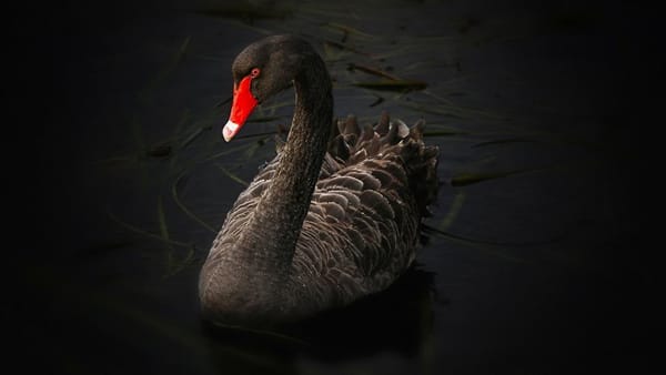 Un Océan De Cygnes Noirs Sur Les Marchés Boursiers [Billet d'Humeur]