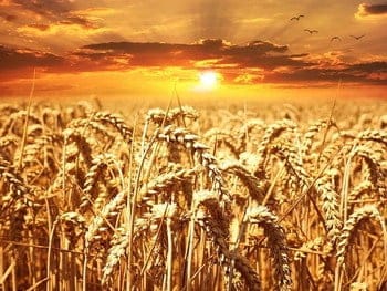 Un champ de blé. Comment investir dans les céréales ?