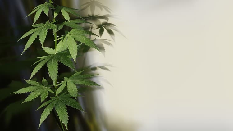 Aphria est d'ores et déjà un des plus gros producteurs de cannabis