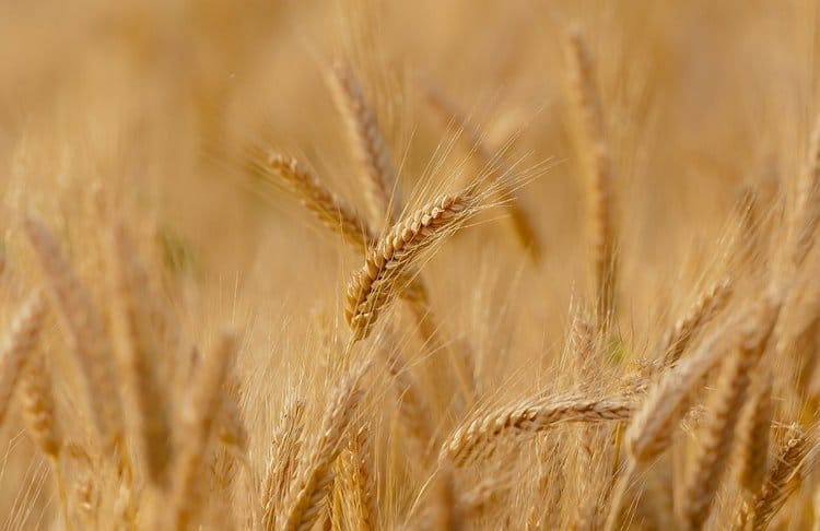 Certains ETF matières premières ne répliquent pas les produits agricoles.